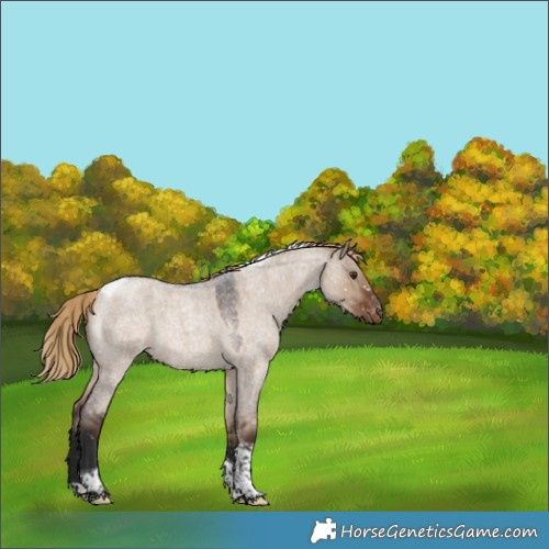 Horse Color:Liver Red Dun Roan Tobiano Snowflake Varnish