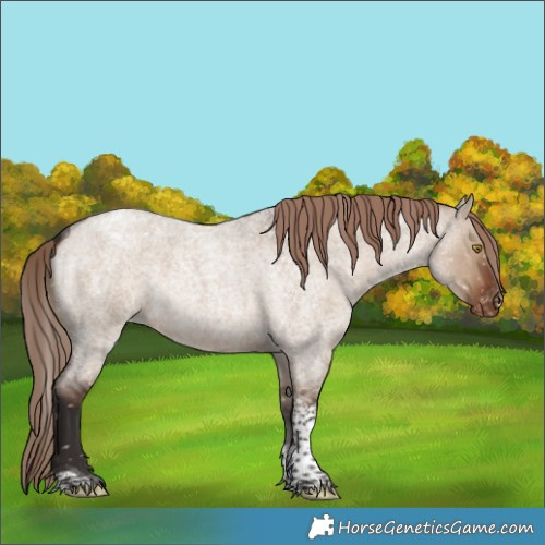 Horse Color:Liver Red Dun Roan Tobiano Appaloosa Rabicano 