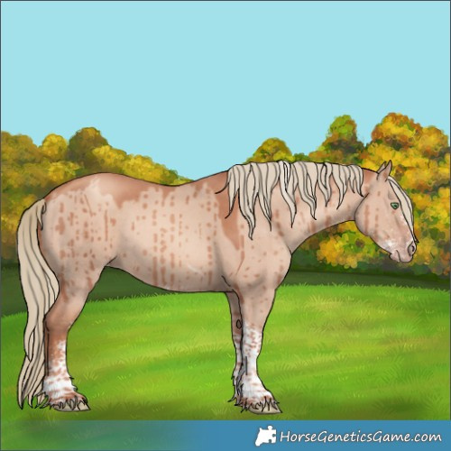 Horse Color:Gold Champagne Dun Sabino Tobiano Rabicano Brindle 