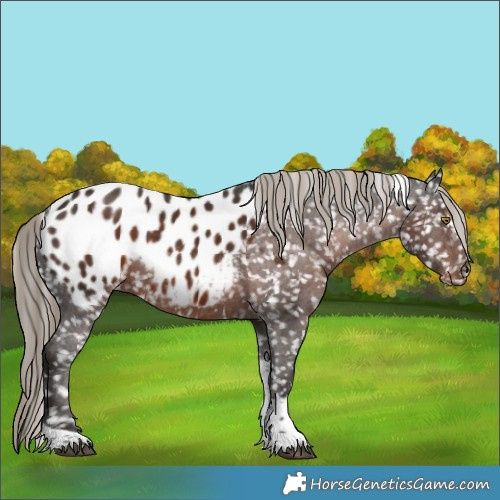 Horse Color:Liver Chestnut Sabino Tobiano Blanket