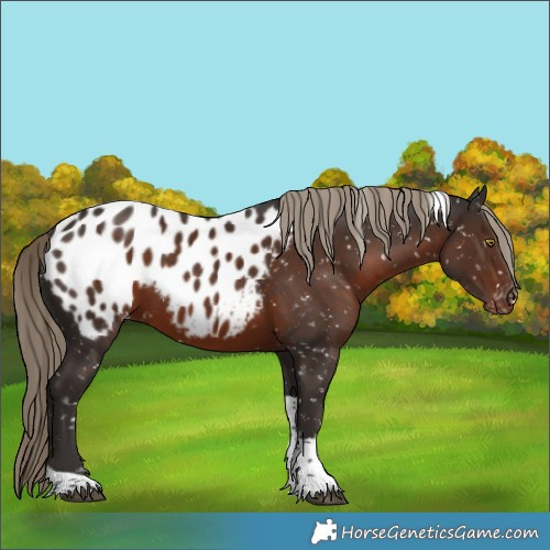 Horse Color:Liver Chestnut Sabino Tobiano Appaloosa 