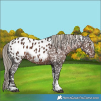 Horse Color:Liver Chestnut Sabino Tobiano Blanket