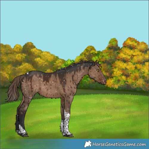 Horse Color:Liver Red Dun Sabino Tobiano Snowflake Varnish Brindle 
