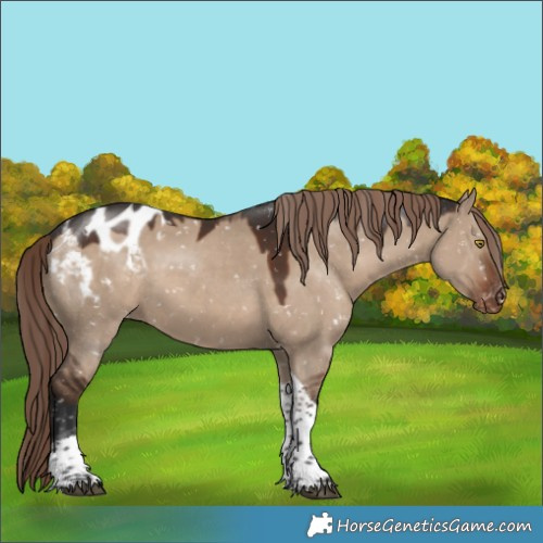 Horse Color:Liver Red Dun Tobiano Appaloosa 