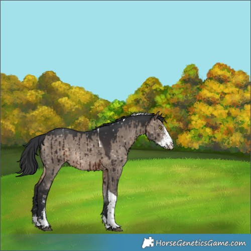 Horse Color:Brown Dun Sabino Tobiano Snowflake Varnish Rabicano Brindle 