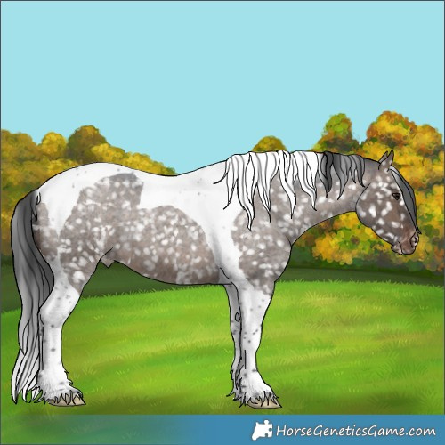 Horse Color:Brown Roan Dun Tobiano Appaloosa 