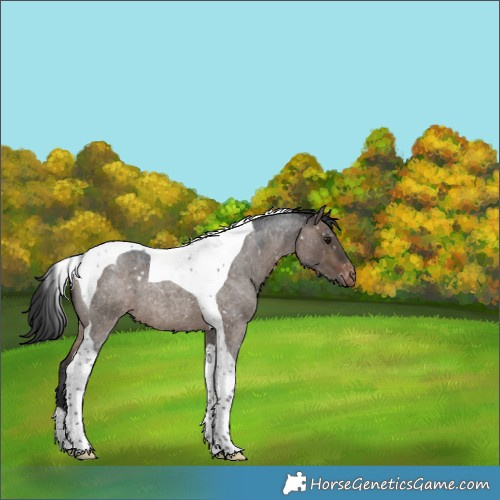 Horse Color:Brown Roan Dun Tobiano Appaloosa 