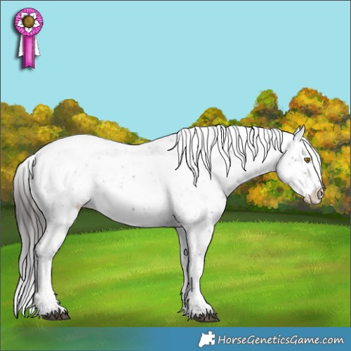Horse Color:Brown Sabino Appaloosa 