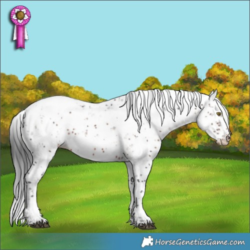 Horse Color:Brown Sabino Appaloosa 