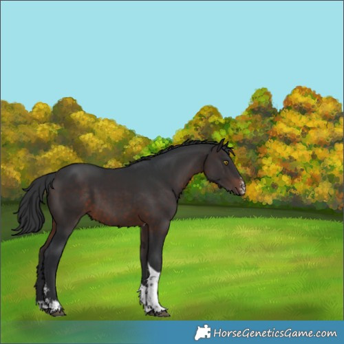 Horse Color:Brown Sabino Tobiano 