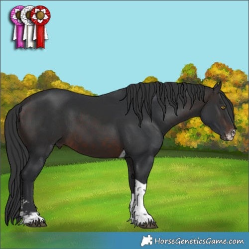 Horse Color:Brown Sabino Tobiano 