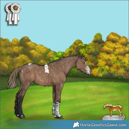 Horse Color:Liver Red Dun Sabino Tobiano Appaloosa Brindle 