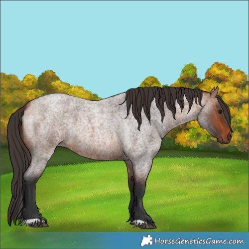 Horse Color:Bay Roan 