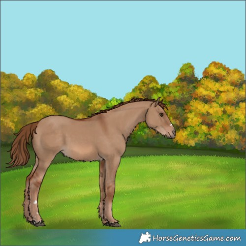 Horse Color:Red Dun 