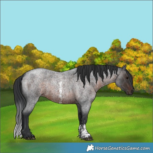 Horse Color:Brown Roan Sabino 