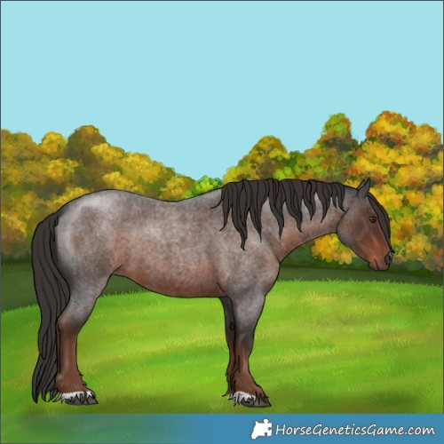 Horse Color:Liver Red Roan 
