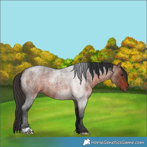 Horse Color:Bay Roan 
