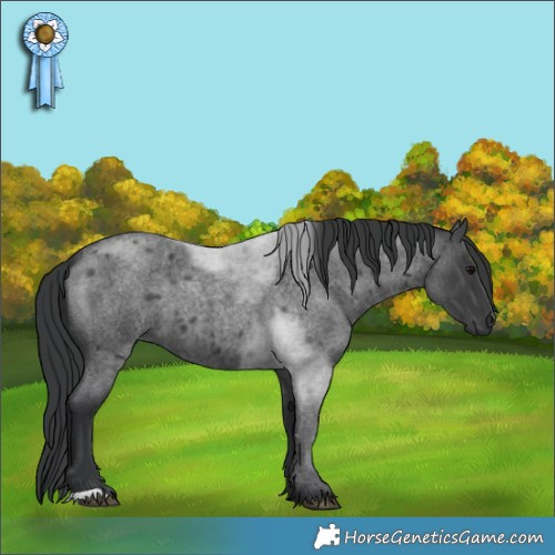 Horse Color:Blue Roan 