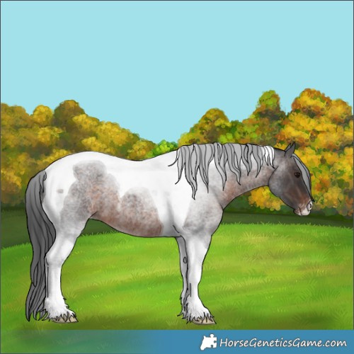 Horse Color:Brown Roan Tobiano Appaloosa 