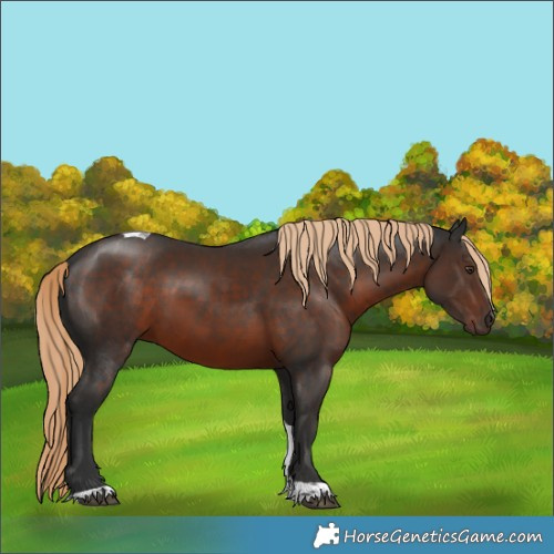 Horse Color:Liver Chestnut Tobiano 