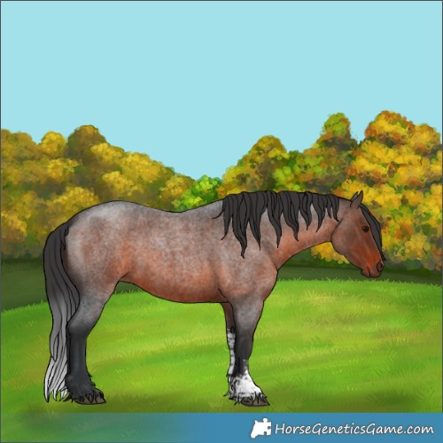 Horse Color:Brown Roan Sabino 