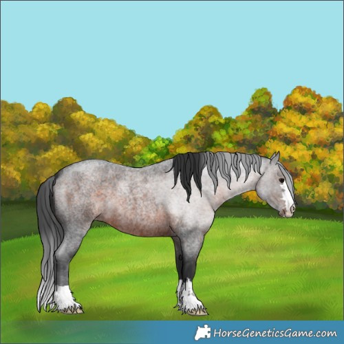 Horse Color:Brown Roan 