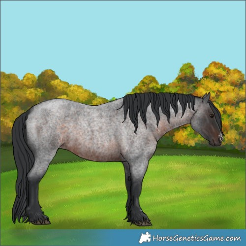 Horse Color:Brown Roan Sabino 