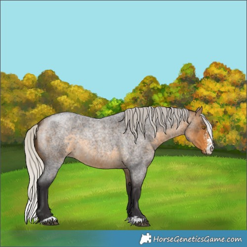Horse Color:Silver Buckskin Roan Sabino 