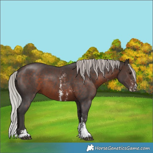 Horse Color:Silver Brown Sabino 