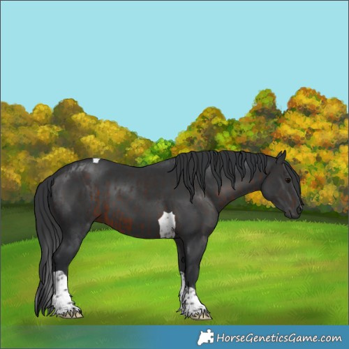 Horse Color:Brown Tobiano  and Black Tobiano 