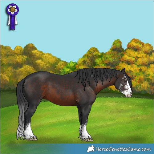 Horse Color:Brown Sabino 