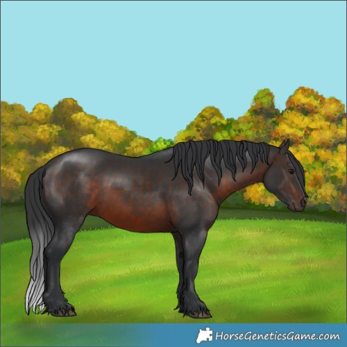 Horse Color:Brown 
