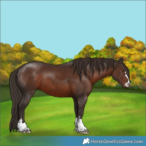 Horse Color:Liver Chestnut 