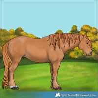 Horse Color:Chestnut 