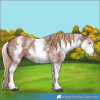 Horse Color:White Spotted Chestnut Sabino 