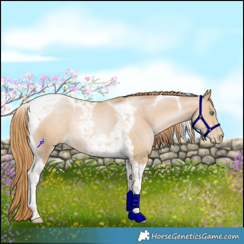 Horse Color:Smoky Black Pearl Tobiano Rabicano 