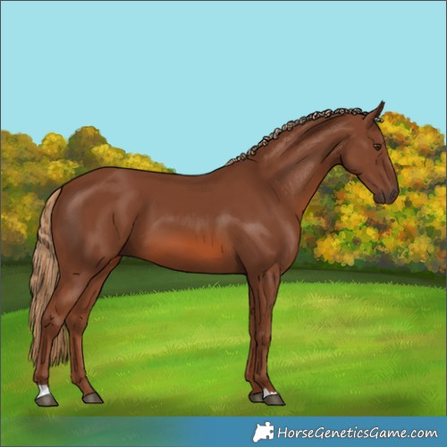 Horse Color:Chestnut 