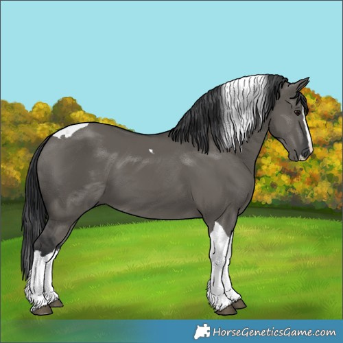 Horse Color:Grullo Splash Tobiano