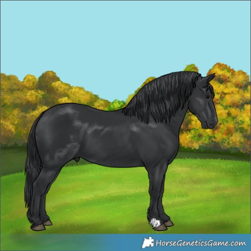 Horse Color:Black 