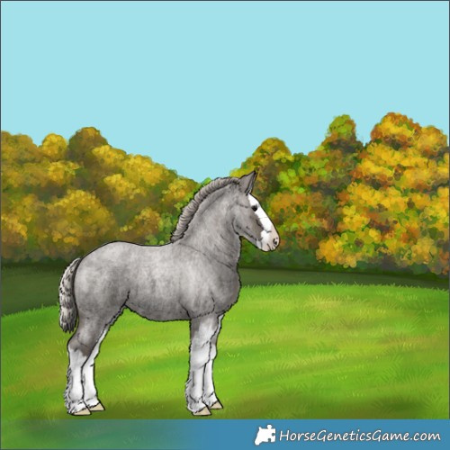 Horse Color:Silver Blue Roan Splash