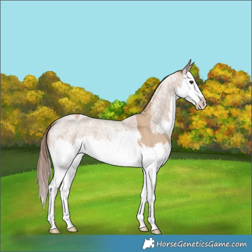 Horse Color:Red Dun Splash  and Red Dun Roan Splash 