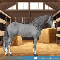 Horse Color:Brown Sabino Splash Appaloosa and Brown Sabino Splash Appaloosa