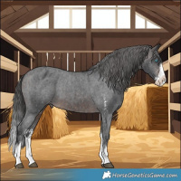 Horse Color:Brown Sabino Splash Appaloosa  and Brown Sabino Splash Appaloosa 