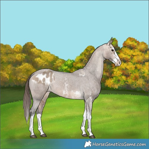 Horse Color:Bay Dun Sabino Splash Blanket and Bay Dun Sabino Splash Varnish