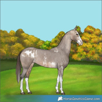Horse Color:Bay Dun Sabino Splash Appaloosa  and Bay Dun Sabino Splash Appaloosa 