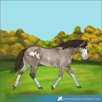 Horse Color:Bay Dun Sabino Splash Appaloosa and Bay Dun Sabino Splash Appaloosa