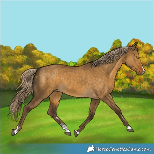 Horse Color:Chocolate Palomino Dun 