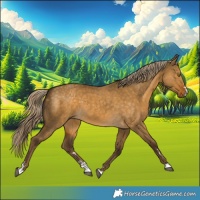 Horse Color:Chocolate Palomino Dun 