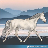 Horse Color:Cremello Dun Splash 