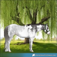 Horse Color:White Spotted Liver Chestnut Tobiano 